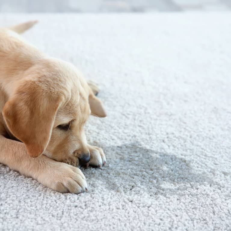 Pet Urine and Odour Removal | Pet Carpet Cleaner Boroondara